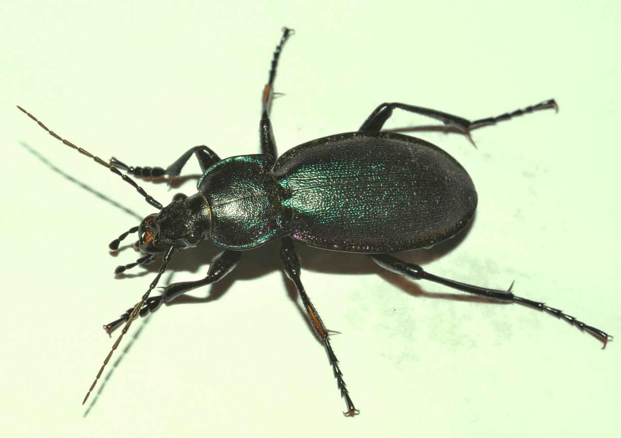 Licinus sp. ? No, Carabus violaceus